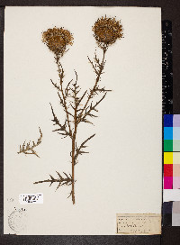 Cirsium discolor image