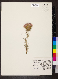 Cirsium discolor image