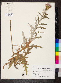 Cirsium discolor image