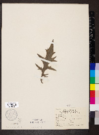 Cirsium discolor image
