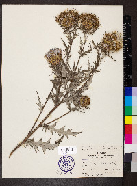 Cirsium discolor image