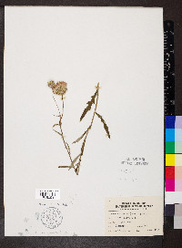 Cirsium discolor image