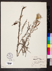 Cirsium discolor image