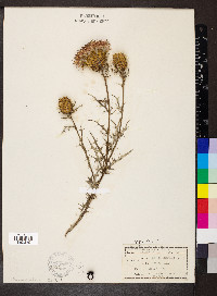 Cirsium discolor image