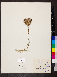 Cirsium muticum image