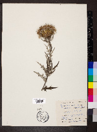 Cirsium pumilum image