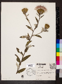 Cirsium altissimum image