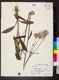 Cirsium carolinianum image