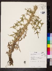 Cirsium discolor image