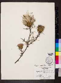 Cirsium discolor image