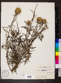 Cirsium discolor image