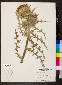Cirsium horridulum image