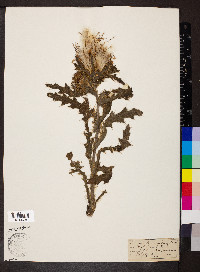 Cirsium horridulum image