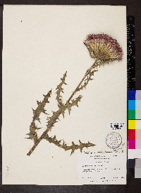 Cirsium pumilum image