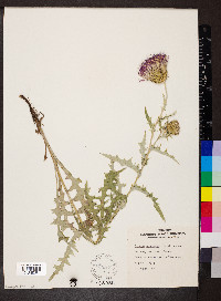 Cirsium undulatum image