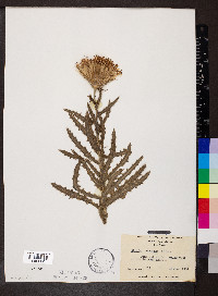 Cirsium repandum image