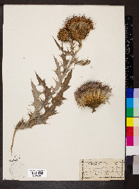 Cirsium undulatum image