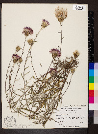 Cirsium virginianum image