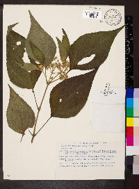 Clibadium arboreum image