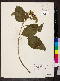 Clibadium arboreum image