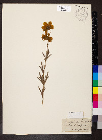 Coreopsis palmata image