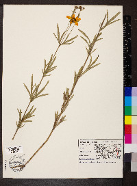 Coreopsis palmata image