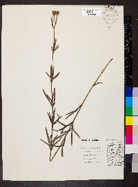 Coreopsis palmata image