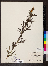 Coreopsis palmata image