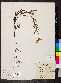 Coreopsis palmata image