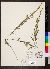 Coreopsis palmata image