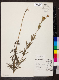 Coreopsis palmata image