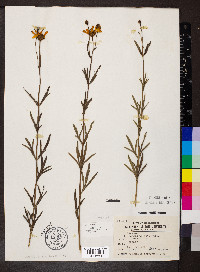 Coreopsis palmata image