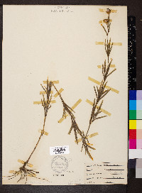 Coreopsis palmata image