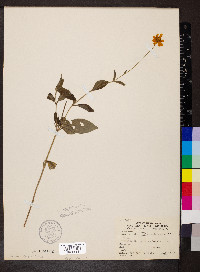 Coreopsis pubescens image