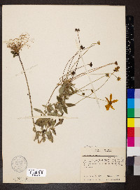 Coreopsis pubescens image