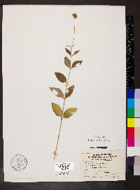 Coreopsis pubescens image