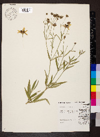 Coreopsis tripteris image