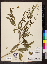 Coreopsis tripteris image