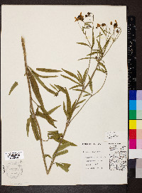 Coreopsis tripteris image