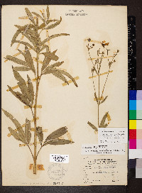 Coreopsis tripteris image