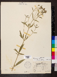 Coreopsis tripteris image