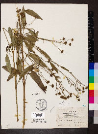 Coreopsis tripteris image