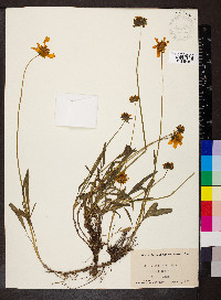 Coreopsis lanceolata image