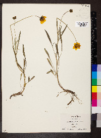 Coreopsis lanceolata image