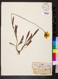 Coreopsis lanceolata image