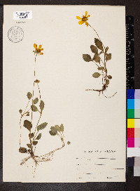 Coreopsis auriculata image