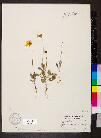 Coreopsis nuecensis image