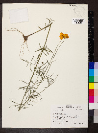 Coreopsis grandiflora image