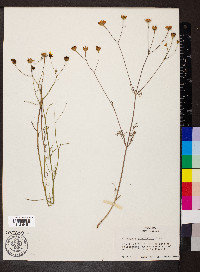 Coreopsis grandiflora image