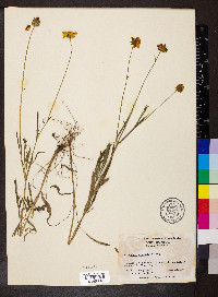 Coreopsis grandiflora image